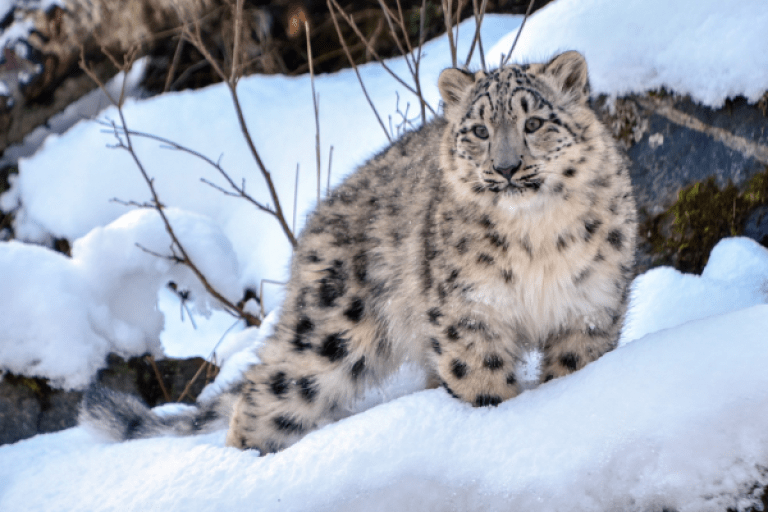 Snow Leapord Spotting in Ladakh