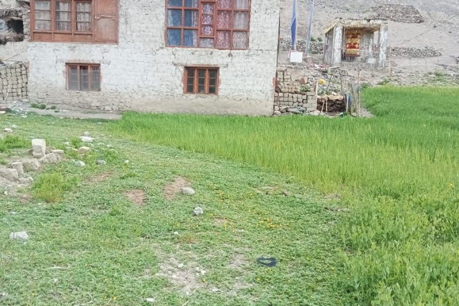 Zamthapa